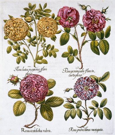 Rosor, 1613 av Unbekannt