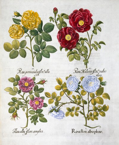 Rosor, 1613 av Unbekannt