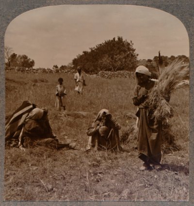 Rut plockar på Boas fält, ca 1900 av Unbekannt