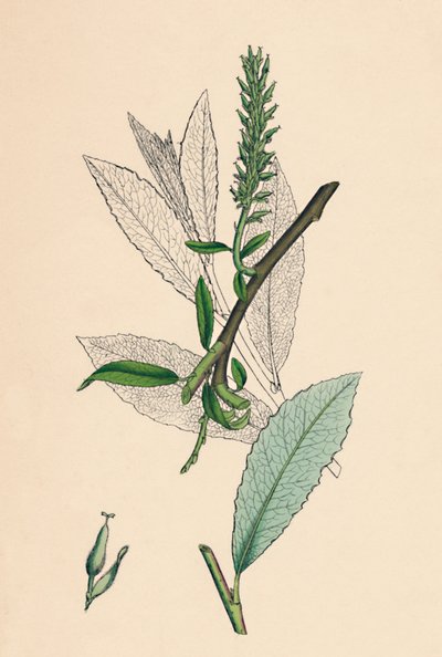 Salix phylicifolia, var. radikaler. Tebladig Sallow, var. a., 1800-talet av Unbekannt