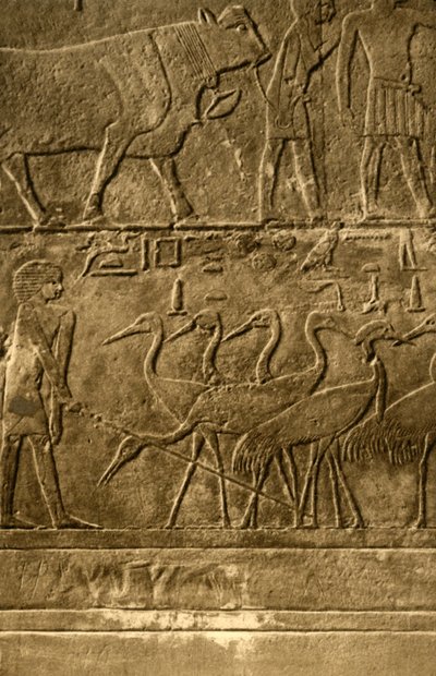 Saqqara - Tomb of Ti Mural Paintings, c1918-c1939. av Unbekannt