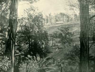 Scen vid Upper Gembrook, Victoria, 1901. av Unbekannt