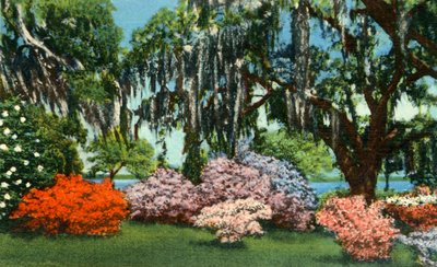 Scen i Belle Isle Gardens, nära Georgetown, S.C., 1942. av Unbekannt