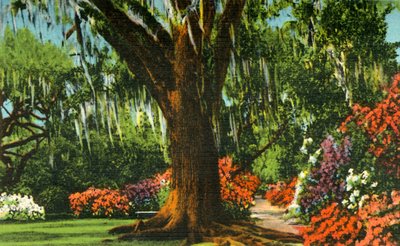 Scen i Magnolia Gardens, nära Charleston, S.C., 1942. av Unbekannt