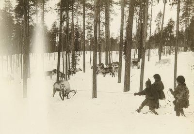 Sverige. Trasa (frö) när man fångar en ren. Omkring 1900 av Unbekannt