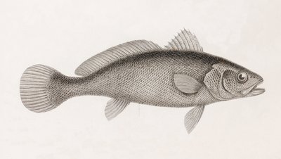 Science Corb, närbild av Unbekannt