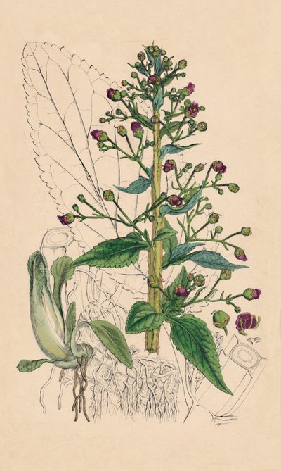 Scrophularia Ehrharti. Ehrharts Water-Betony, 1800-talet av Unbekannt