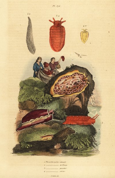 Havssniglar: Pleurobranchus reticulatus 1, Berthellina citrina 3, Pleurobranchus peronii 2,4 av Unbekannt