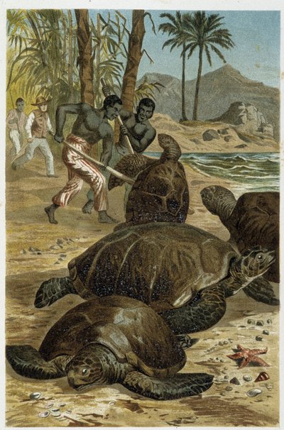Havssköldpaddor dödade på afrikanska kuster - i "Animal Life" av A.E. Brehm, Turin av Unbekannt