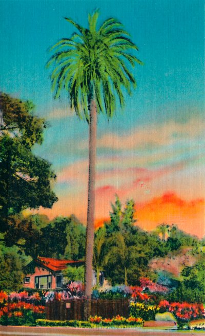 Serra Palm. Det första palmträdet i Kalifornien, c1941 av Unbekannt