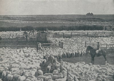 Fårstall i Australien, 1910 av Unbekannt