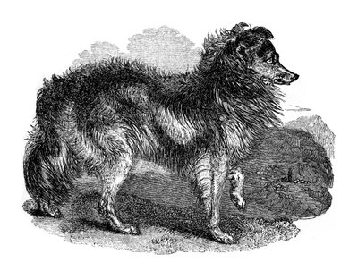 Herdehund, 1848 av Unbekannt