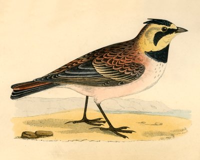 Shore Lark, sent 1800-tal. av Unbekannt