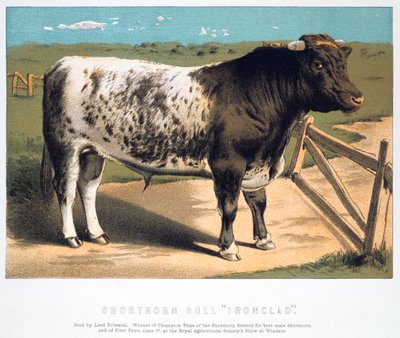 Shorthorn Bull Ironclad, 1875 av Unbekannt