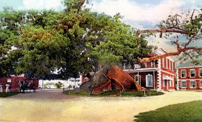 Silk Cotton Tree, Nassau, New Providence, Bahamas, c1900-talet av Unbekannt