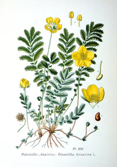 Silvergräs, 1893 av Unbekannt