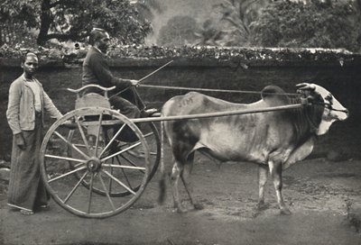 Singhalesisches Zebufuhrwerk, 1926 av Unbekannt