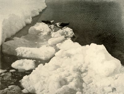 Skua måsar vid iskanten, c1908, 1909. av Unbekannt