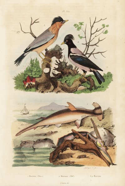 Slät hammarhuvud, Sphyrna malleus 1, hammarostron, Malleus malleus 2, brahminy myna, Sturnia pagodarum 3 och rosenstare, Pastor roseus 4 av Unbekannt