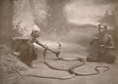 Snake Charmers with Hamadryads Kuy Cobras, 1900. av Unbekannt