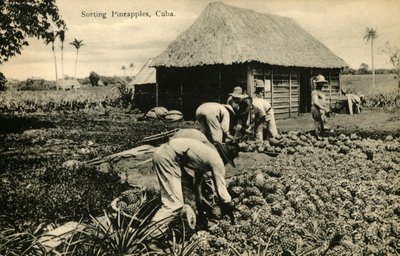 Sortering av ananas, Kuba, sent 1800-tidigt 1900-tal. av Unbekannt