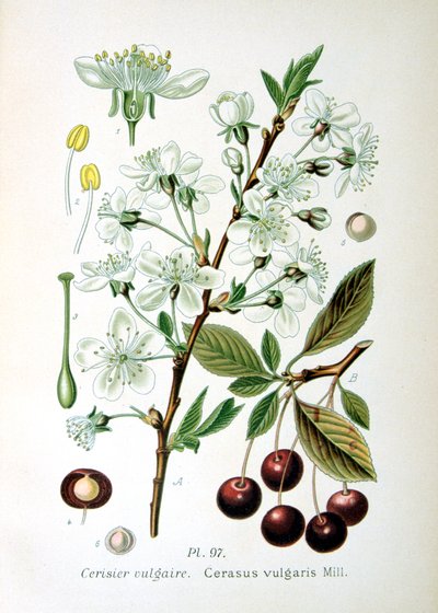 Surkörsbär, 1893 av Unbekannt
