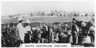 Sydaustraliens vingård, 1928 av Unbekannt