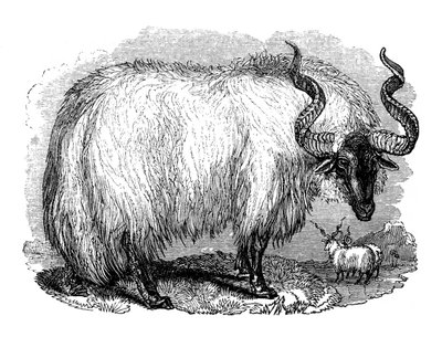 Spanska får, 1848 av Unbekannt