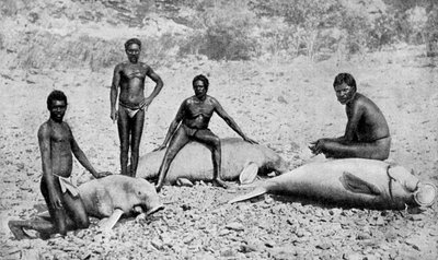 Speared manatee, nordvästra Australien, 1922 av Unbekannt
