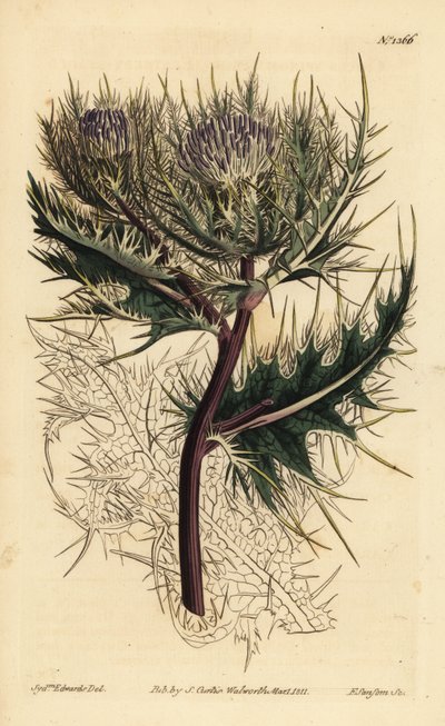 Spiniest tistel, Cirsium spinosissimum (fjäderhårig cnicus, Cnicus spinosissimus) av Unbekannt