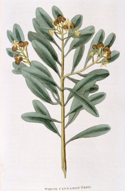 Kvist vit kanel Canella alba, 1823 av Unbekannt