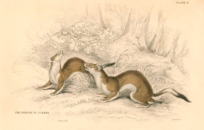 Stoat Mustela erminea, medlem av vesslafamiljen, 1828 av Unbekannt