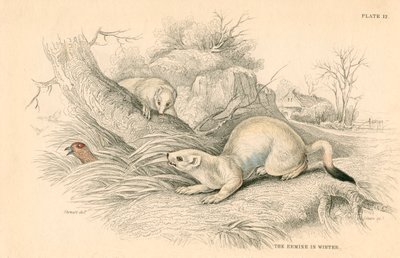 Stoat Mustela erminea, medlem av vesslafamiljen, 1828 av Unbekannt