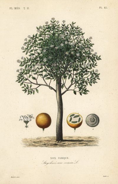 Strychnine tree, nux vomica, giftnöt eller semen strychnos, Strychnos nux-vomica, Noix vomique av Unbekannt