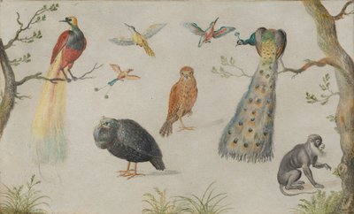 Study of Birds and Monkey, 16601670. av Unbekannt