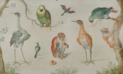 Studie av fåglar och apor, 16601670. av Unbekannt