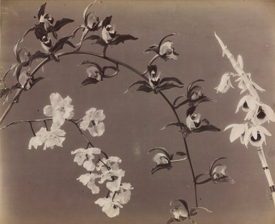 Studie av orkidéer, ca. 1870-talet. av Unbekannt