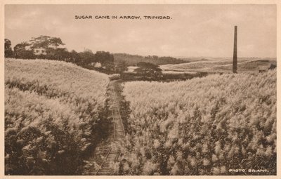 Sockerrör i Arrow Trinidad, c1900 av Unbekannt