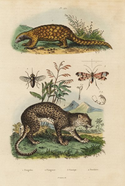 Sunda pangolin, Manis javanica, kritiskt hotad 1, leopard, Panthera pardus 4, hästfluga, Tabanus rostratus 3, skorpionfluga, Panorpa communis 3 av Unbekannt