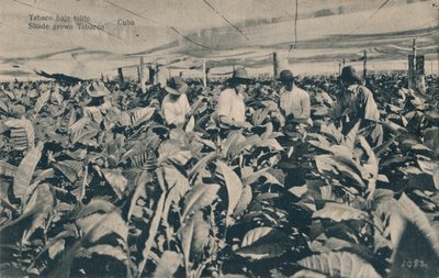 Tobak under markis. Skuggodlad tobak - Kuba, c1900 av Unbekannt