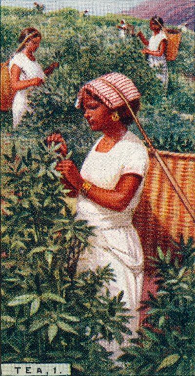 Tea, 1. - Plucking the Leaves, Ceylon, 1928 av Unbekannt