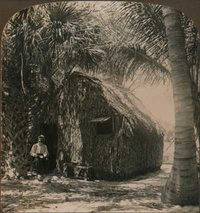Halmtak stuga i Cocoanut Grove, Florida, U.S.A., c1900 av Unbekannt