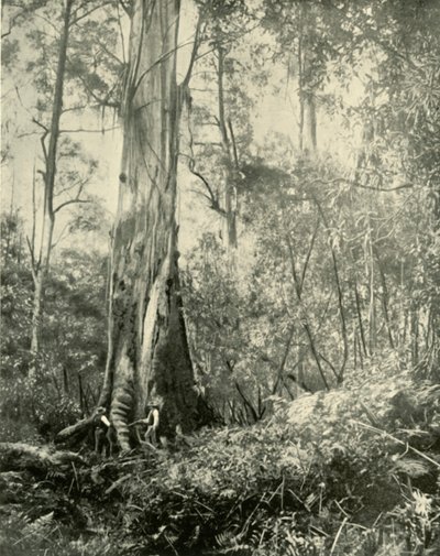 Baronen, ett känt högt träd, 1901. av Unbekannt