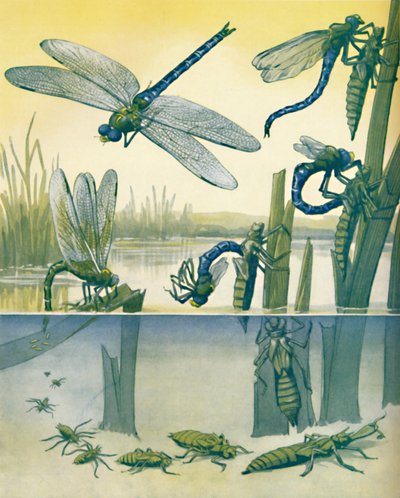 The Beautiful Dragonflys Life Story, 1935 av Unbekannt