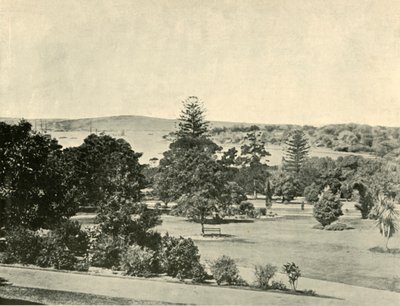 Sydneys botaniska trädgård, 1901. av Unbekannt