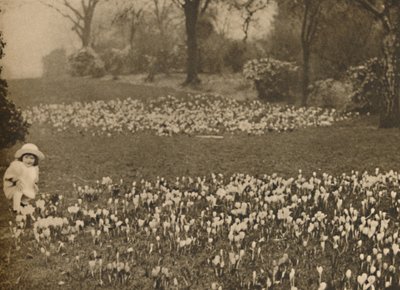 Vårens krokusmatta, c1935. av Unbekannt