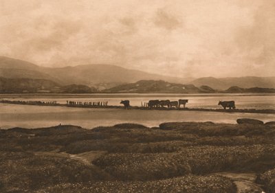 Duvan vid Ynyslas, 1902 av Unbekannt