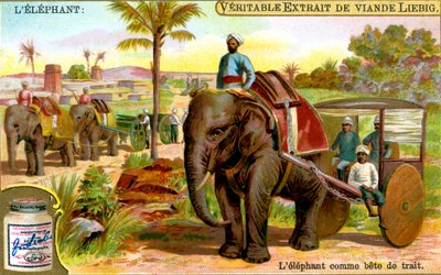 Elefanten som dragdjur, c1900 av Unbekannt