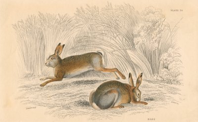 Haren Lepus europaeus, 1828 av Unbekannt