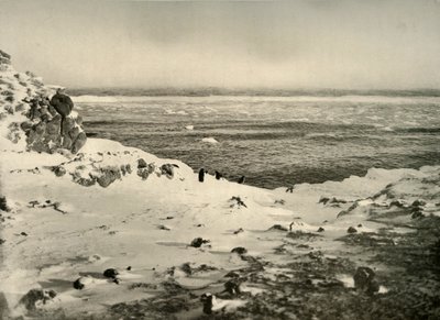 The Last of the Penguins strax före deras migration i mars c1908, 1909. av Unbekannt